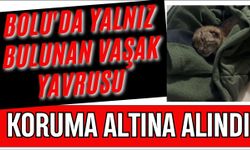 Bolu'da yalnız bulunan vaşak yavrusu koruma altına alındı