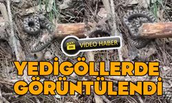 Zehirli yılan bu kez Yedigöller’de görüldü