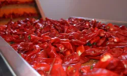 Acı biber yemek, metabolizmayı hızlandırıyor