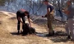 Yangından kurtarılan köpekler böyle görüntülendi