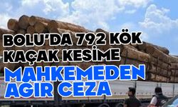 Bolu’da 792 ağacın kaçak kesilmesine ağır ceza
