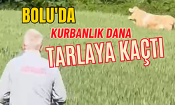 Bolu'da kurbanlık dana tarlaya kaçtı, köylüler seferber oldu