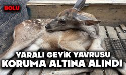 Bolu'da yaralı geyik yavrusu koruma altına alındı