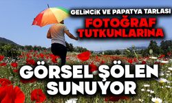 Gelincik ve papatya tarlası fotoğraf tutkunlarına görsel şölen sunuyor