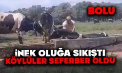 İnek oluğa sıkıştı, köylüler seferber oldu