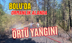 Bolu’da ormanlık alanda örtü yangını