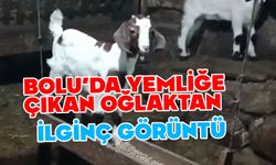 Bolu'da oğlağın salıncak keyfi