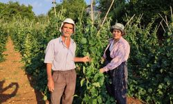 Güvercin gübresiyle beslenen doğal fasulyenin hasadı başladı