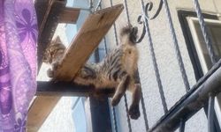 Balkon korkuluklarına sıkışan kediyi itfaiye ekipleri kurtardı
