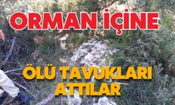 ORMAN İÇİNE ÖLÜ TAVUKLARI ATTILAR