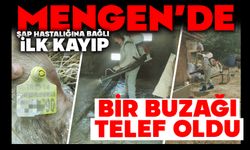 Mengen’de Şap Hastalığına Bağlı İlk Kayıp:  Bir Buzağı Telef Oldu