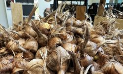 Dünyanın en pahallı baharatı Safran toprakla buluşuyor