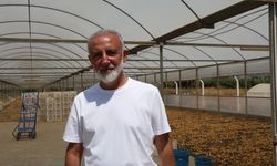 İncirlerini kurutmaya başlayan üreticilerin en büyük sıkıntısı hırsızlar