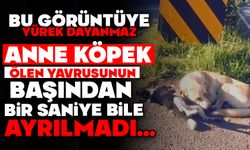 ANNE KÖPEK ÖLEN YAVRUSUNUN BAŞINDAN AYRILMADI