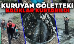 Kuruyan Göletteki Balıklar Kurtarıldı
