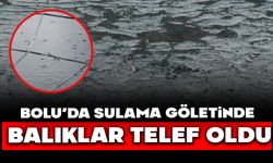 BOLU’DA SULAMA GÖLETİNDE BALIKLAR TELEF OLDU