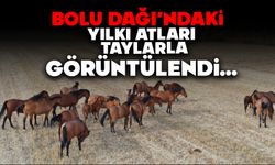 Bolu Dağı'ndaki yılkı atları taylarıyla görüntülendi