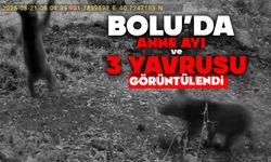 Bolu'da anne ayı ve 3 yavrusu görüntülendi