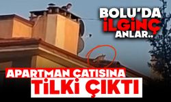 Bolu'da ilginç anlar: Apartman çatısına tilki çıktı