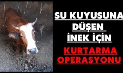 Su kuyusuna düşen inek için kurtarma operasyonu