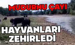 Mudurnu Çayı hayvanları zehirledi