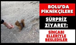 Bolu'da piknikçilere sürpriz ziyaret: Sincabı elleriyle beslediler