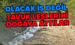Bolu'da tavuk leşlerini doğaya bıraktılar