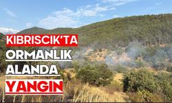 Kıbrıscık’ta Ormanlık Alanda Yangın