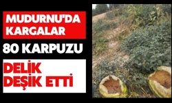 Mudurnu'da kargalar 80 karpuzu delik deşik etti