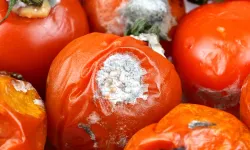 Sebzelerde bu detaylara dikkat edin: Salmonella bulaşabilir