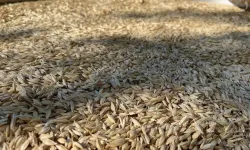 Kastamonu’da 12 bin yıllık siyez geleneği sürüyor