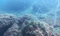 Marmara Denizi'nde yeni müsilaj alarmı
