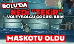 Bolu'da kedi "Tekir" voleybolcu çocukların maskotu oldu
