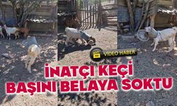 Bolu’da, inatçı keçi başını kovaya sıkıştırdı