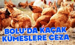 Göynük'te kaçak kümeslere milyonluk cezalar