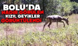 Bolu'da nadir görülen kızıl geyikler görüntülendi