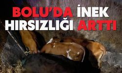 BOLU’DA İNEK HIRSIZLIĞI ARTTI