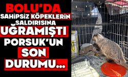 Köpeklerin saldırısına uğrayan porsuk'un son durumu..
