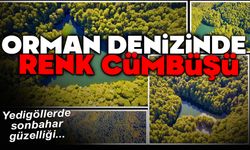 ORMAN DENİZİNDE RENK YOLCULUĞU