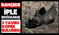 Bahçede iple boğulmuş 3 yavru köpek bulundu