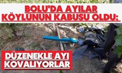 Bolu'da ayılar köylünün kabusu oldu