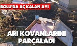 Bolu’da aç kalan ayı arı kovanlarını parçaladı