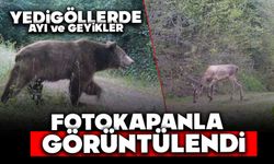 Yedigöller'de ayı ve geyikler fotokapanla görüntülendi