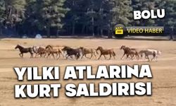 Bolu'da Yılkı Atları'na kurt saldırısı kamerada