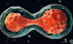 Bilim insanları ilk kez deri hücrelerinden insan embriyosu üretti