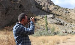 Boz ayı dron kamerasına yakalandı