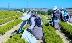 Kocaeli'de tıbbi ve aromatik bitki hasadı başladı