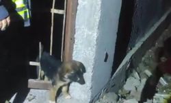 Demir korkuluklara sıkışan yavru köpek itfaiye ekiplerince kurtarıldı
