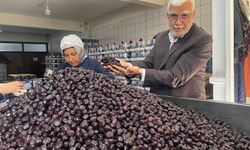 Her 6 sofralık zeytinden birini Bursa ve Balıkesir üretecek