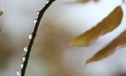 Bursa'da 2 günlük yağışlar ekim ayını kurtardı